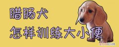 腊肠犬怎样训练大小便，腊肠犬多大可以洗澡