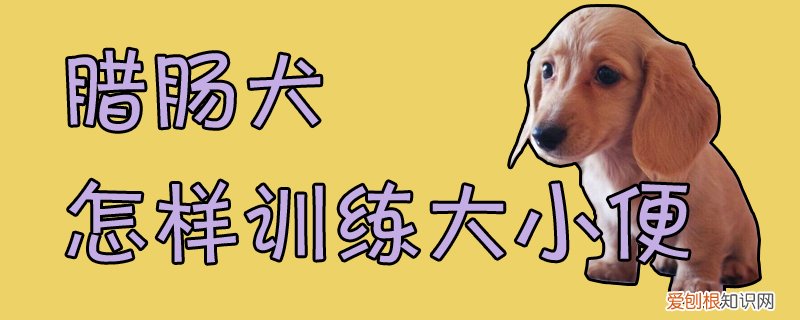 腊肠犬怎样训练大小便，腊肠犬多大可以洗澡