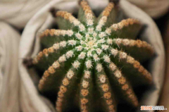 办公桌摆放风水正确图，仙人球开白花是好事吗？