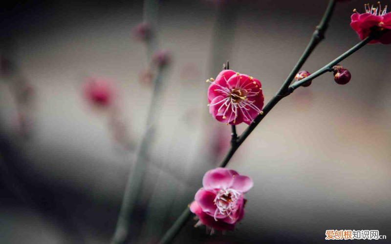 完全花包括，完全花有哪些花？