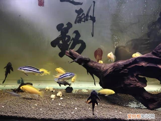 观赏鱼死掉的原因 ，观赏鱼死亡的原因有哪些？