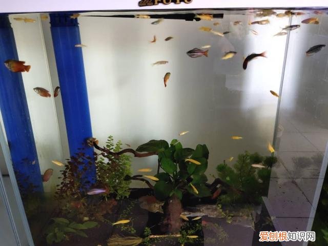 观赏鱼死掉的原因 ，观赏鱼死亡的原因有哪些？