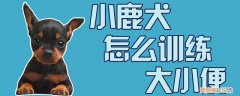 小鹿犬怎么训练大小便，怎样教小鹿犬大小便