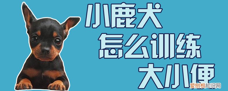 小鹿犬怎么训练大小便，怎样教小鹿犬大小便