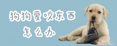 狗狗爱咬东西怎么办，幼狗爱咬东西怎么办