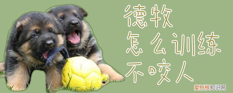 德牧怎么训练不咬人，德牧不听话怎么训练