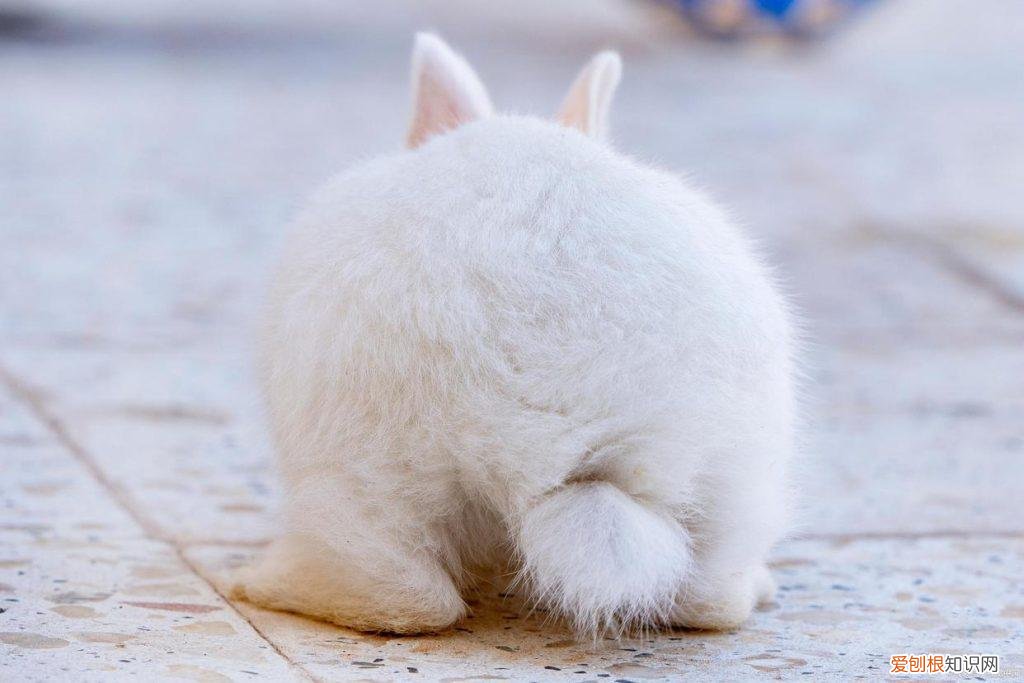 兔粮吃什么牌子好 ，哪种兔粮好？
