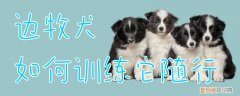 边牧犬如何训练它随行，边牧犬怎样训练