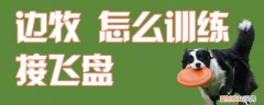 边牧怎么训练接飞盘，训练边牧接飞盘的方法