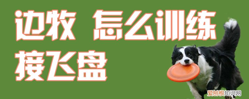 边牧怎么训练接飞盘，训练边牧接飞盘的方法
