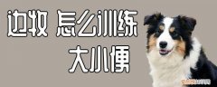 边牧怎么训练大小便，边牧多大可以开始训练到外面大小便