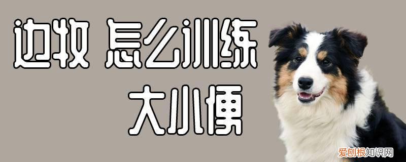 边牧怎么训练大小便，边牧多大可以开始训练到外面大小便
