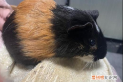 荷兰猪怀孕后注意事项 ，怀孕荷兰猪怎么照顾？