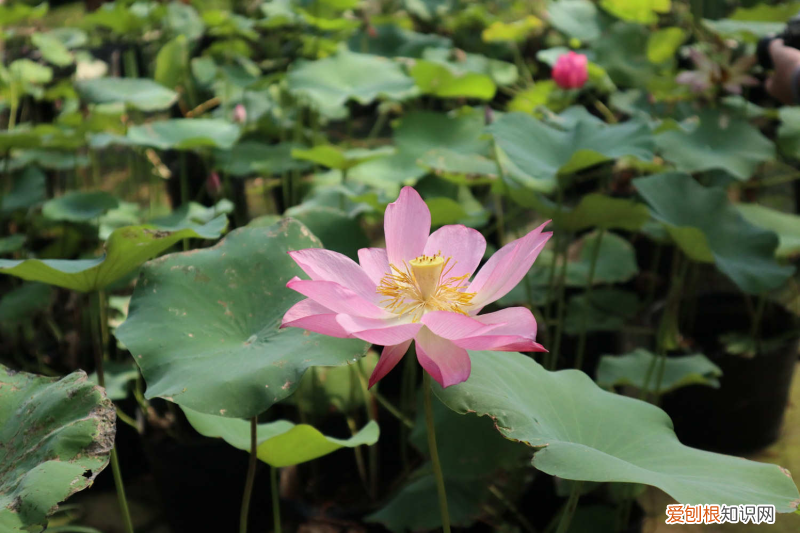 你知道那些花开放的时间?，花开放的时间有哪些花？