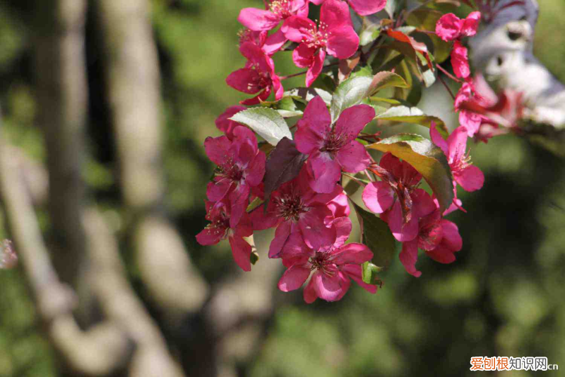乐山的花，乐山适合养什么花，市花和市树是什么？