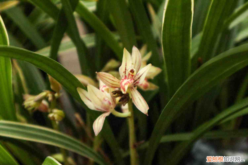 茉莉花的别称和雅称是什么?，花的别称和雅称？