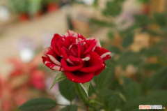 茉莉花的别称和雅称是什么?，花的别称和雅称？