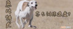惠比特犬怎么训练速度，惠比特犬几个月开始溜