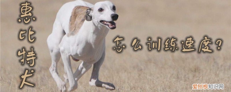 惠比特犬怎么训练速度，惠比特犬几个月开始溜