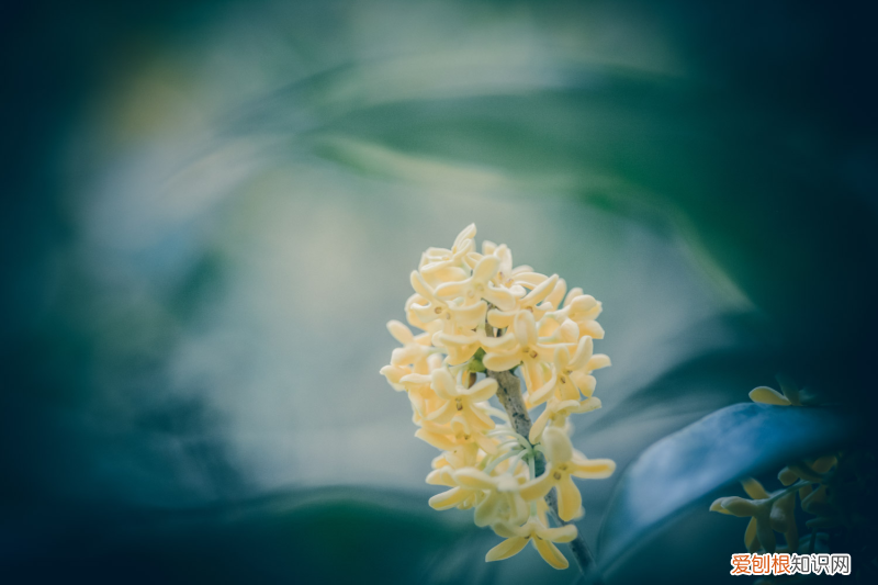 古代花名雅称诗句有哪些,古代花名雅称?