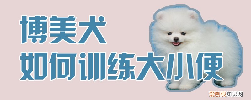 博美犬如何训练大小便，怎么训博美大小便