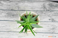 家里芦荟开花预示男孩女孩，民间对芦荟开花的说法？