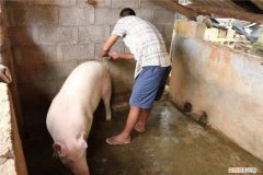 怎么判断母猪配种时间 ，怎么看出母猪配种成功？
