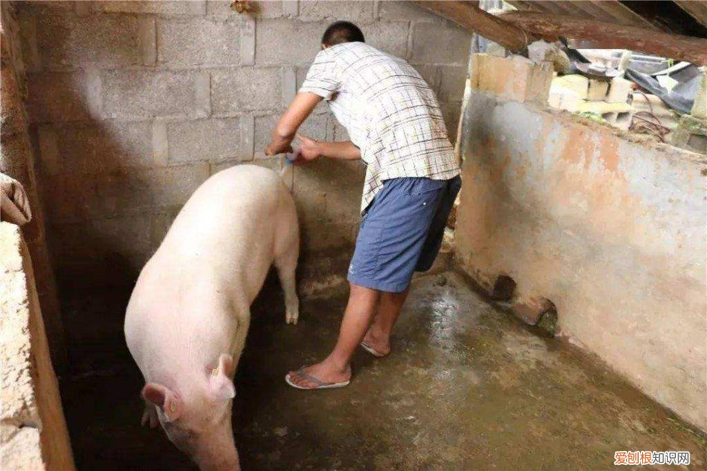 怎么判断母猪配种时间 ，怎么看出母猪配种成功？