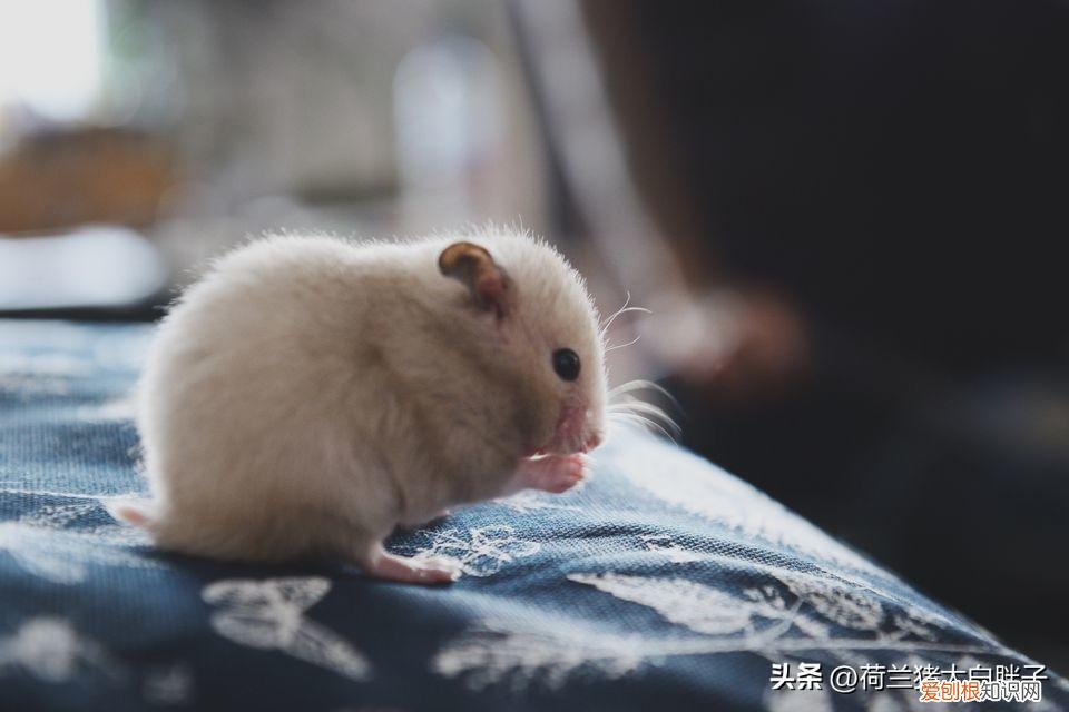 仓鼠清理毛发 ，仓鼠怎么剃毛？