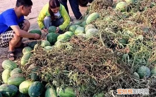 为什么卖西瓜的不直接将西瓜切两半 ，西瓜为什么切一半卖？