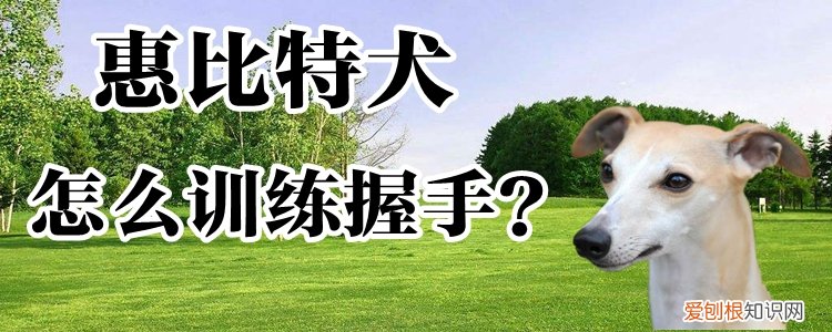 惠比特犬怎么训练握手，惠比特犬怎么训练握手能力