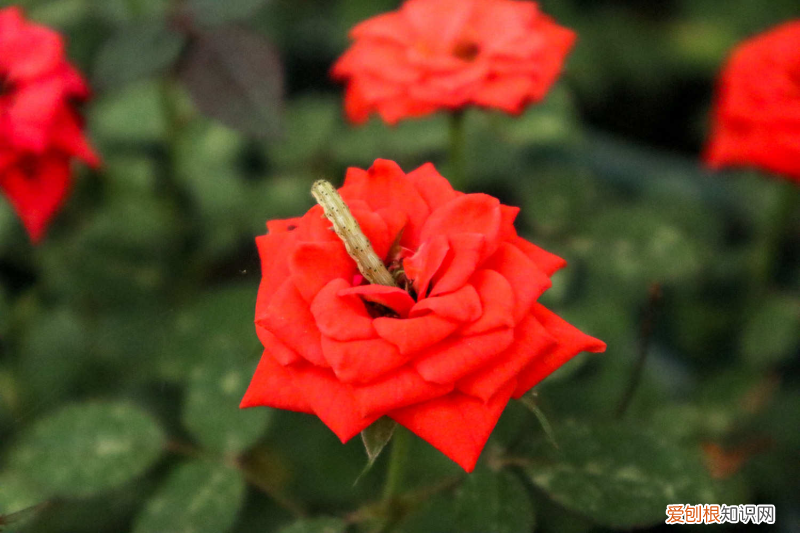 郑州现在适合种什么菜，郑州适合养什么花，市花和市树是什么？