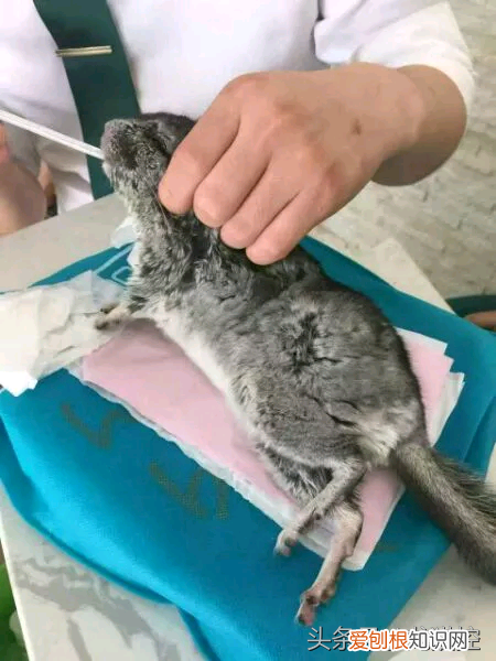 龙猫中暑的症状及治疗方法 ，龙猫中暑死了能救活吗？