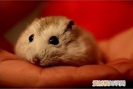 布丁鼠新手饲养方法图片 ，布丁鼠怎么饲养？