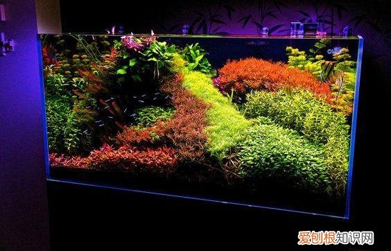水草基肥多久加一次 ,水草基肥放多了有影响么?