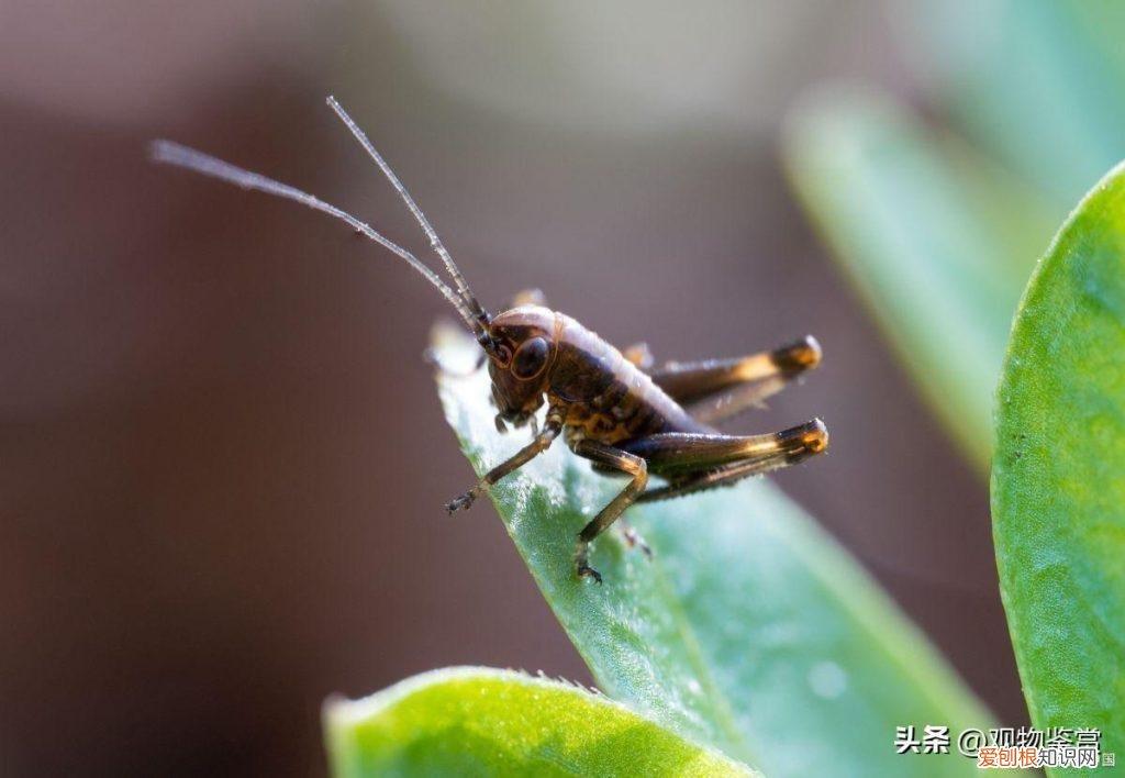 蟋蟀的叫声怎么产生的 ，蟋蟀的叫声是怎么发出来的简单的句子有哪些？