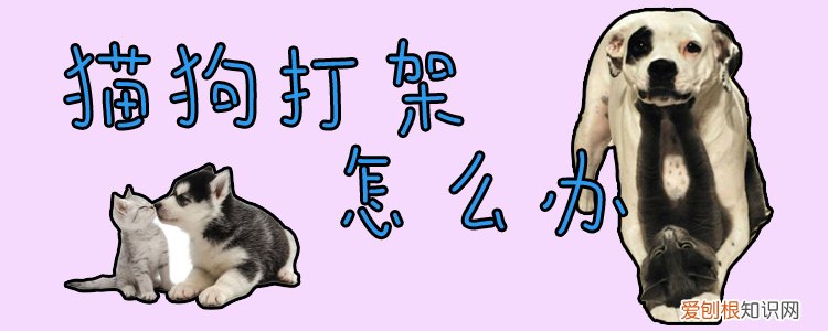 猫狗打架怎么办,猫猫和狗狗打架怎么办