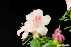 益阳适合养什么花,市花和市树是什么花，益阳适合养什么花，市花和市树是什么？
