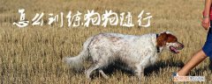 怎么训练狗狗随行，训练狗狗随行需要多久