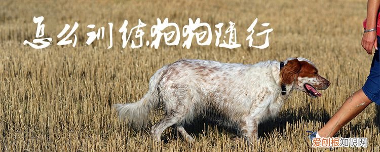 怎么训练狗狗随行，训练狗狗随行需要多久