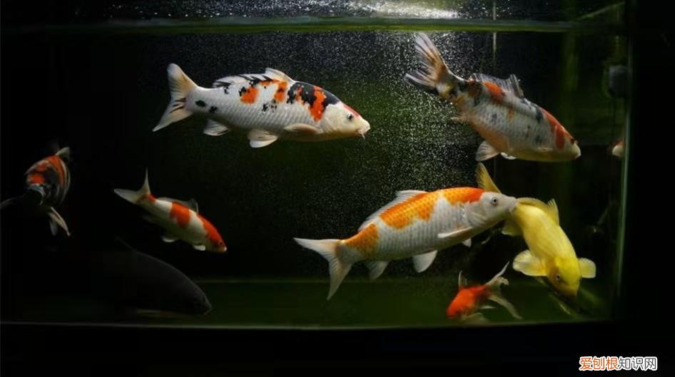 金鱼掉鳞片放盐行吗 ，养的金鱼掉鳞是什么原因？