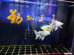 金鱼掉鳞片放盐行吗 ，养的金鱼掉鳞是什么原因？