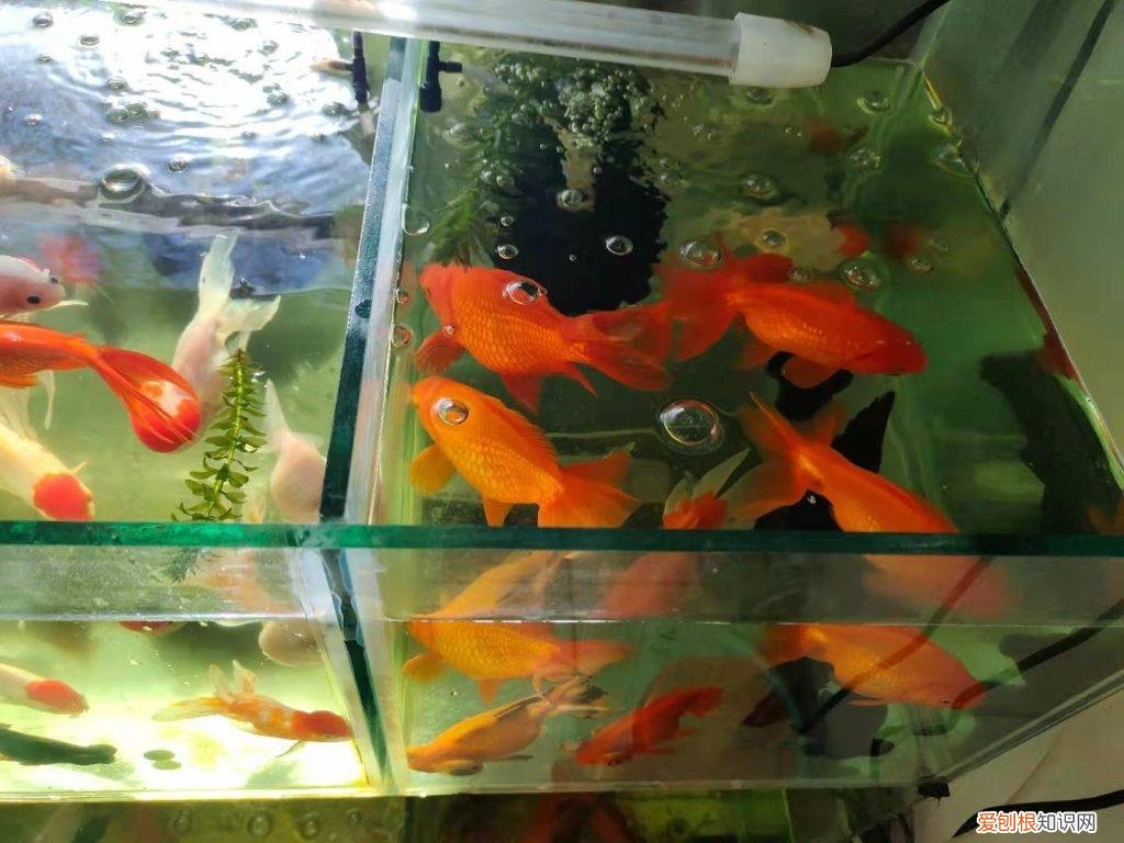 金鱼掉鳞片放盐行吗 ，养的金鱼掉鳞是什么原因？