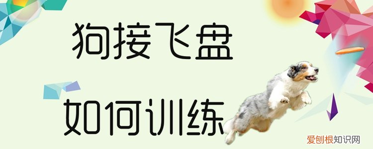 狗接飞盘如何训练，训练狗接飞盘,5个方法让你快速见成效!