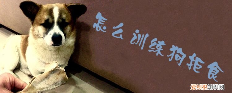 怎么训练狗拒食，教狗狗拒食