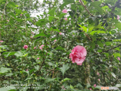 山东聊城有什么花，聊城适合养什么花，市花和市树是什么？