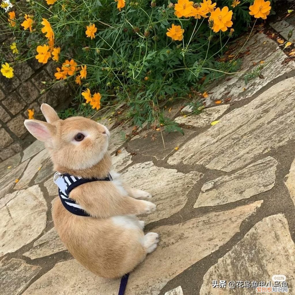 兔子吃什东西会拉屎 ，兔子吃什东西会死掉？