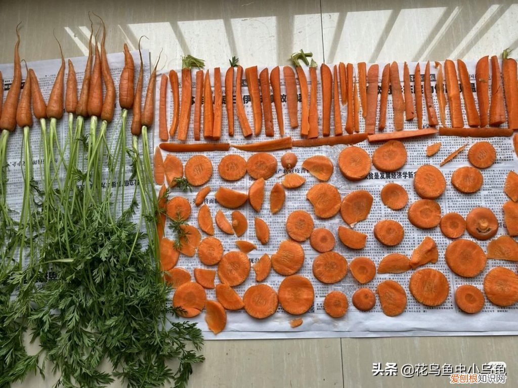 兔子吃什东西会拉屎 ，兔子吃什东西会死掉？