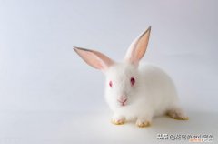 兔子吃什东西会拉屎 ，兔子吃什东西会死掉？