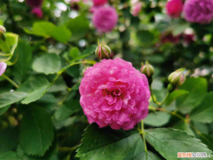 南阳适合养什么花,市花和市树是什么树，南阳适合养什么花，市花和市树是什么？